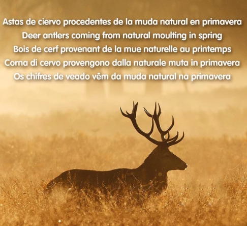  Deer Antler - (76-150g) Close-up