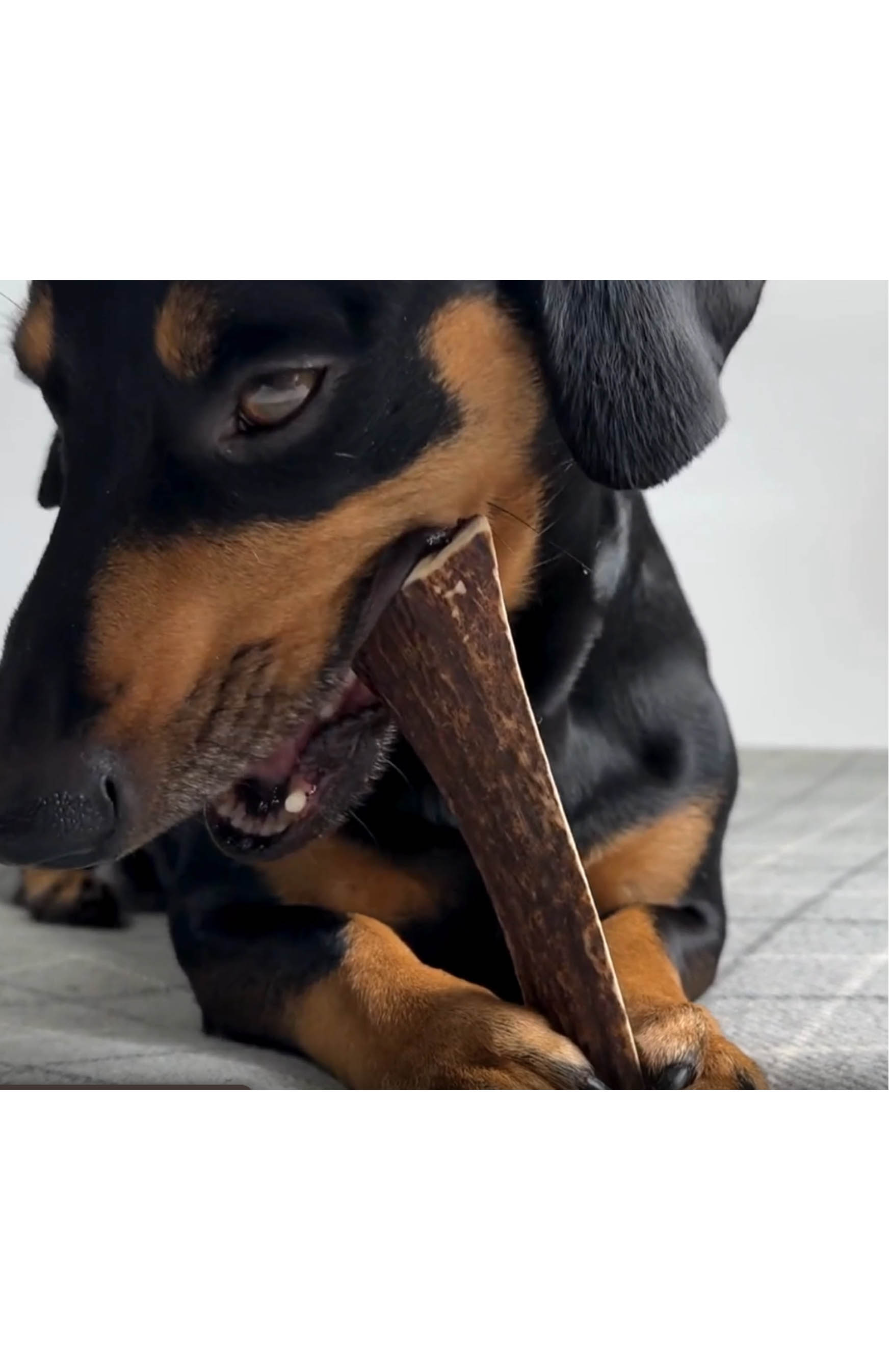 Half Deer Antler - (81-120g) Close-up