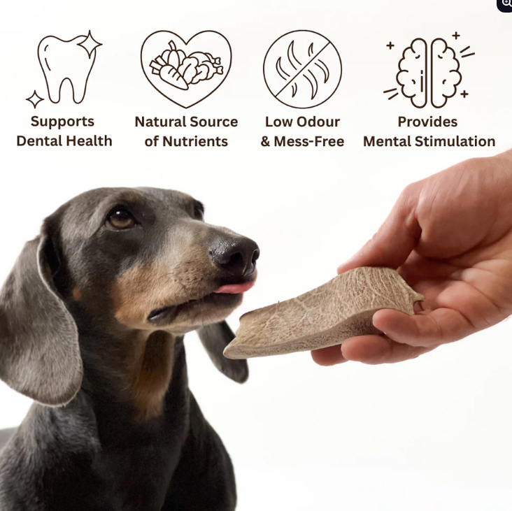 Fallow Deer Antler - Close-up