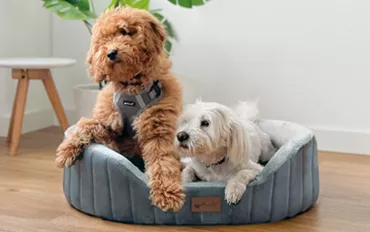 Dog Beds