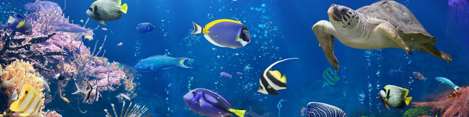 Aquatic Products Banner