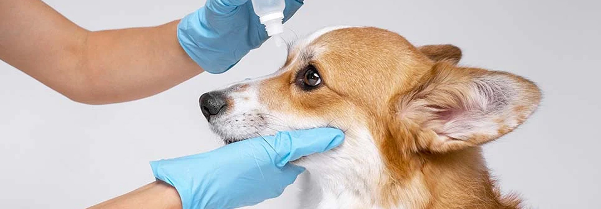 Arquivet Hero Banner